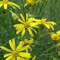 Senecio inaequidens fleur